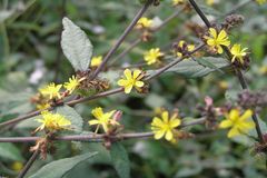 Triumfetta rhomboidea